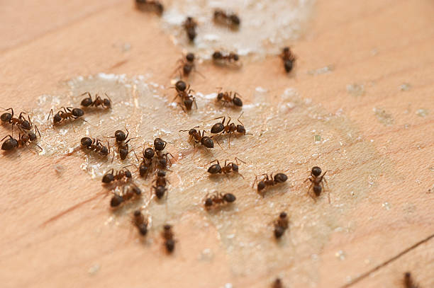 Best Pest Control Near Me  in Shorewood Tower Hills Harbert, MI